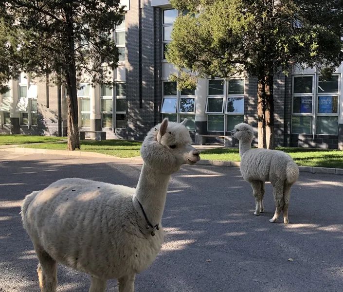 走进一零一中学：英才学院里那些不上补习班的少年