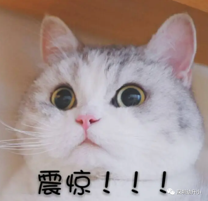 定了！2022年开始，深圳10区入学取消这项加分！