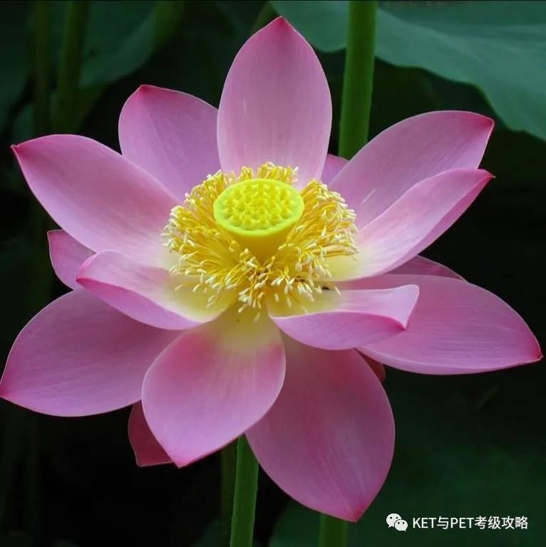 关于2022年剑桥KET/PET考试最新消息？附写作必备高分句型