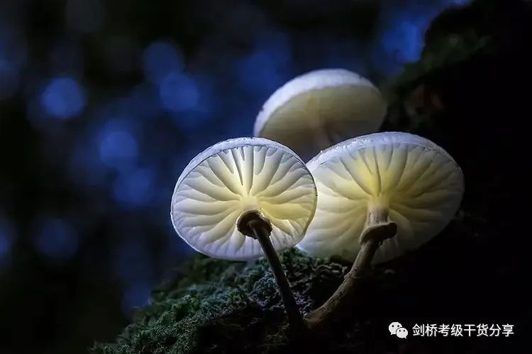 花语摘抄-Day 2-Plastic-eating fungus found-科学家发现“会吃塑料”的真菌